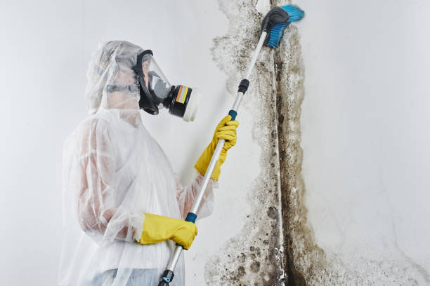 Best Mold Removal Company Near Me  in Mechanicstown, NY