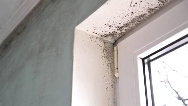 Best Residential Mold Removal  in Mechanicstown, NY