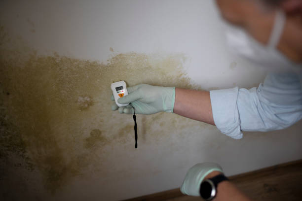 Best Professional Mold Removal  in Mechanicstown, NY