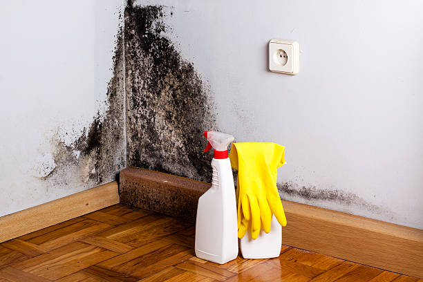Best Commercial Mold Removal  in Mechanicstown, NY