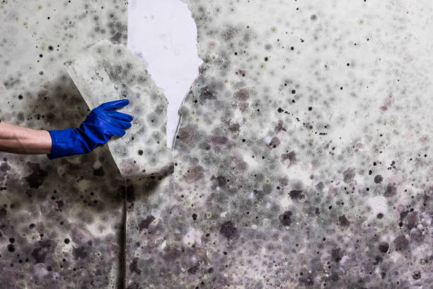 Best Mold Removal and Inspection  in Mechanicstown, NY