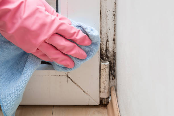 Best Local Mold Removal Service  in Mechanicstown, NY